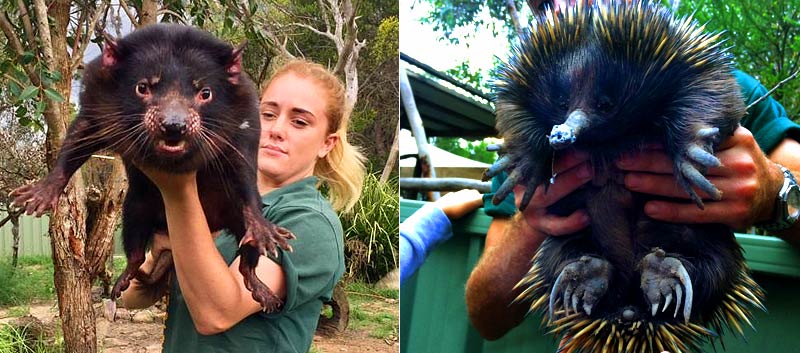 tassie-echidna Endangered Tasmanian Devils
