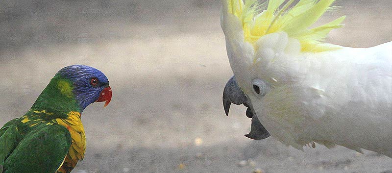 White Cockatoo