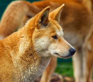 Photo of an Australian Alpine Dingo with lush sandy yellow and orange fur, pointed ears and nose.