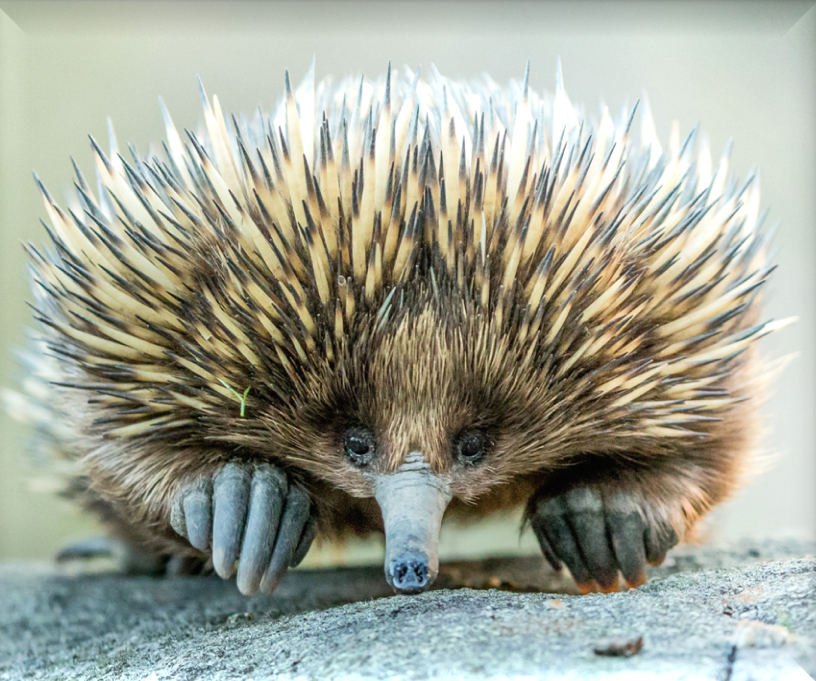 Photo of a short beaked Echidna; a very rounded animal with spikes across the entire body in colours of black, brown and tan, with tiny eyes at front low to the ground either side of a long grey-black snout. The fore feet are large by comparison, but largely hidden and the rear feet for digging appear to be on backwards!