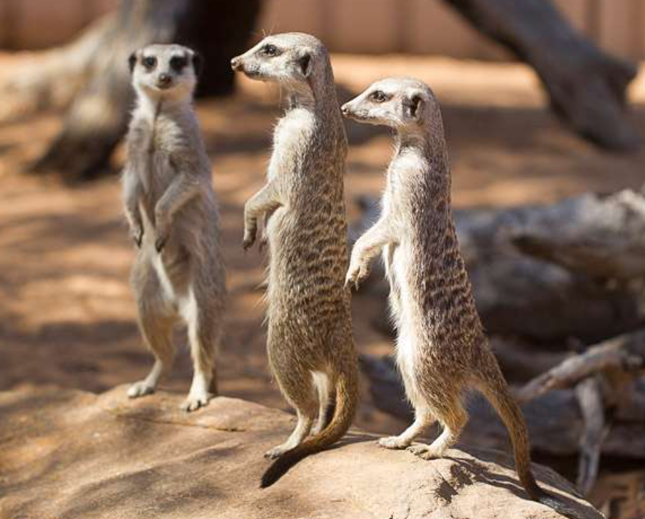 MAMM_Meerkat Meerkat