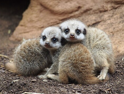 MAMM_Meerkittens