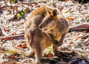 Swamp Wallaby