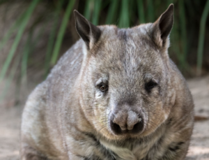 Southern Hairy-nosed Wombat