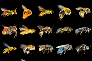 OTH_NativeBees