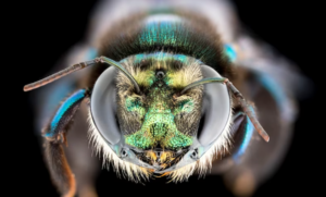 Green Carpenter Native Bee