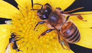 OTH_NativeBees-Size Australian Stingless Bee compared to European Honey Bee