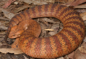 REPA_Adder-CommonDeath Common Death Adder