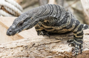 Lace Monitor