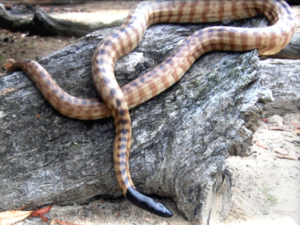 Black-headed Python