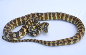 REPA_Python-DarwinCarpet Darwin Carpet Python