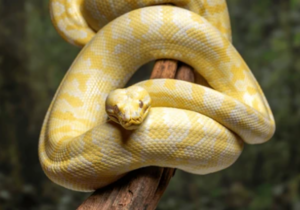 REPA_Python-DarwinCarpet-Albino Albino Darwin Carpet Python
