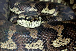 Darwin Carpet Python