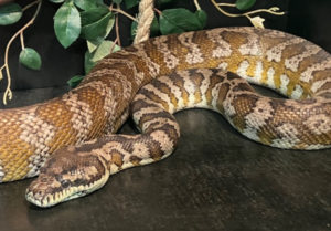 REPA_Python-DarwinCarpet-Wendy Darwin Carpet Python