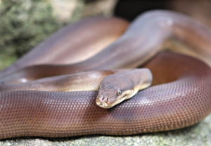 REPA_Python-Olive Olive Python