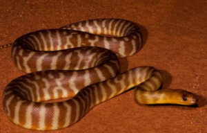 Woma Python