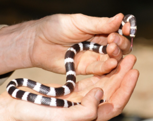 Eastern Bandy-bandy Snake