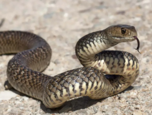 Eastern Brown Snake
