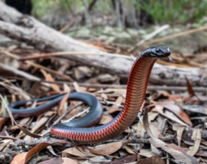 Red-bellied Black Snake