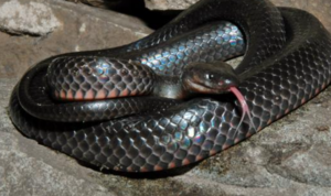 Eastern Small-eyed Snake