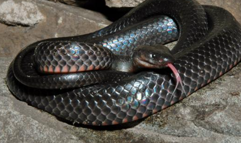 REPA_Snake-SmallEyedEastern Eastern Small-eyed Snake