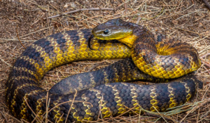 Tiger Snake